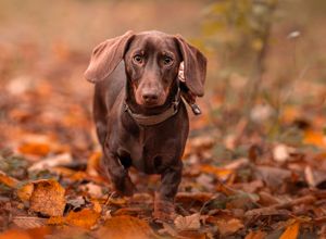 Dog photoshoot Oxford
Professional dog photographer Oxford.
Dog photographer near me
Reactive dog photographer
Dog photoshoot price