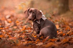 Dog photoshoot Oxford
Professional dog photographer Oxford.
Dog photographer near me
Reactive dog photographer
Dog photoshoot price