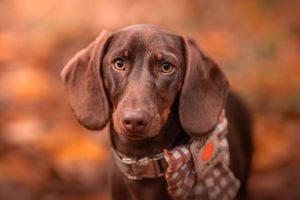 Dog photoshoot Oxford
Professional dog photographer Oxford.
Dog photographer near me
Reactive dog photographer
Dog photoshoot price