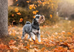 Dog photoshoot Oxford
Professional dog photographer Oxford.
Dog photographer near me
Reactive dog photographer
Dog photoshoot price