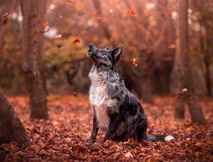 Dog photo shoot Oxford
Professional dog photographer Oxford.
Dog photographer near me
Reactive dog photographer
Dog photo shoot price