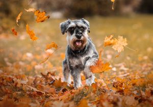 Dog photoshoot Oxford
Professional dog photographer Oxford.
Dog photographer near me
Reactive dog photographer
Dog photoshoot price
