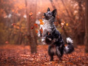 Dog photoshoot Oxford
Professional dog photographer Oxford.
Dog photographer near me
Reactive dog photographer
Dog photoshoot price
