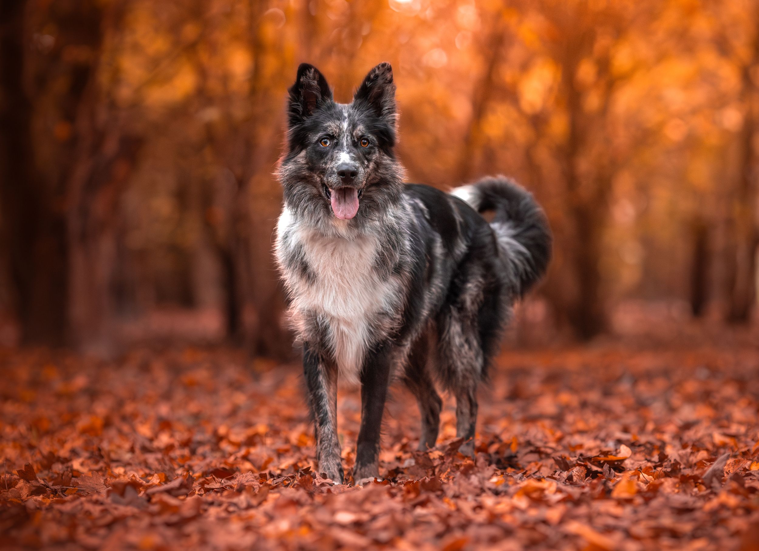 Dog photo shoot Oxford
Professional dog photographer Oxford.
Dog photographer near me
Reactive dog photographer
Dog photo shoot price