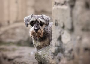 Dog photoshoot Oxford
Professional dog photographer Oxford.
Dog photographer near me
Reactive dog photographer
Dog photoshoot price