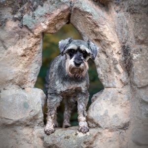Dog photoshoot Oxford
Professional dog photographer Oxford.
Dog photographer near me
Reactive dog photographer
Dog photoshoot price