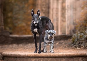 Dog photoshoot Oxford
Professional dog photographer Oxford.
Dog photographer near me
Reactive dog photographer
Dog photoshoot price