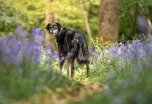Dog photo shoot Oxford
Professional dog photographer Oxford.
Dog photographer near me
Reactive dog photographer
Dog photo shoot price