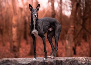 Dog photo shoot Oxford
Professional dog photographer Oxford.
Dog photographer near me
Reactive dog photographer
Dog photo shoot price