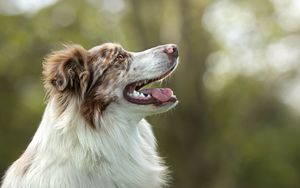 Dog photoshoot Oxford
Professional dog photographer Oxford.
Dog photographer near me
Reactive dog photographer
Dog photoshoot price