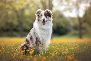 Dog photoshoot Oxford
Professional dog photographer Oxford.
Dog photographer near me
Reactive dog photographer
Dog photoshoot price