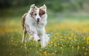 Dog photoshoot Oxford
Professional dog photographer Oxford.
Dog photographer near me
Reactive dog photographer
Dog photoshoot price