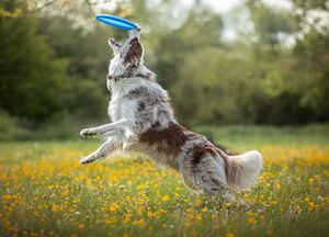 Dog photoshoot Oxford
Professional dog photographer Oxford.
Dog photographer near me
Reactive dog photographer
Dog photoshoot price