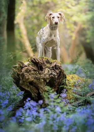 Dog photo shoot Oxford
Professional dog photographer Oxford.
Dog photographer near me
Reactive dog photographer
Dog photo shoot price