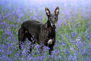 Dog photoshoot Oxford
Professional dog photographer Oxford.
Dog photographer near me
Reactive dog photographer
Dog photoshoot price
