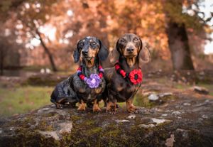 Dog photoshoot Oxford
Professional dog photographer Oxford.
Dog photographer near me
Reactive dog photographer
Dog photoshoot price