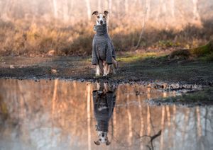 Dog photoshoot Oxford
Professional dog photographer Oxford.
Dog photographer near me
Reactive dog photographer
Dog photoshoot price