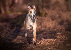 Dog photoshoot Oxford
Professional dog photographer Oxford.
Dog photographer near me
Reactive dog photographer
Dog photoshoot price