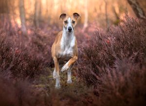 Dog photoshoot Oxford
Professional dog photographer Oxford.
Dog photographer near me
Reactive dog photographer
Dog photoshoot price
