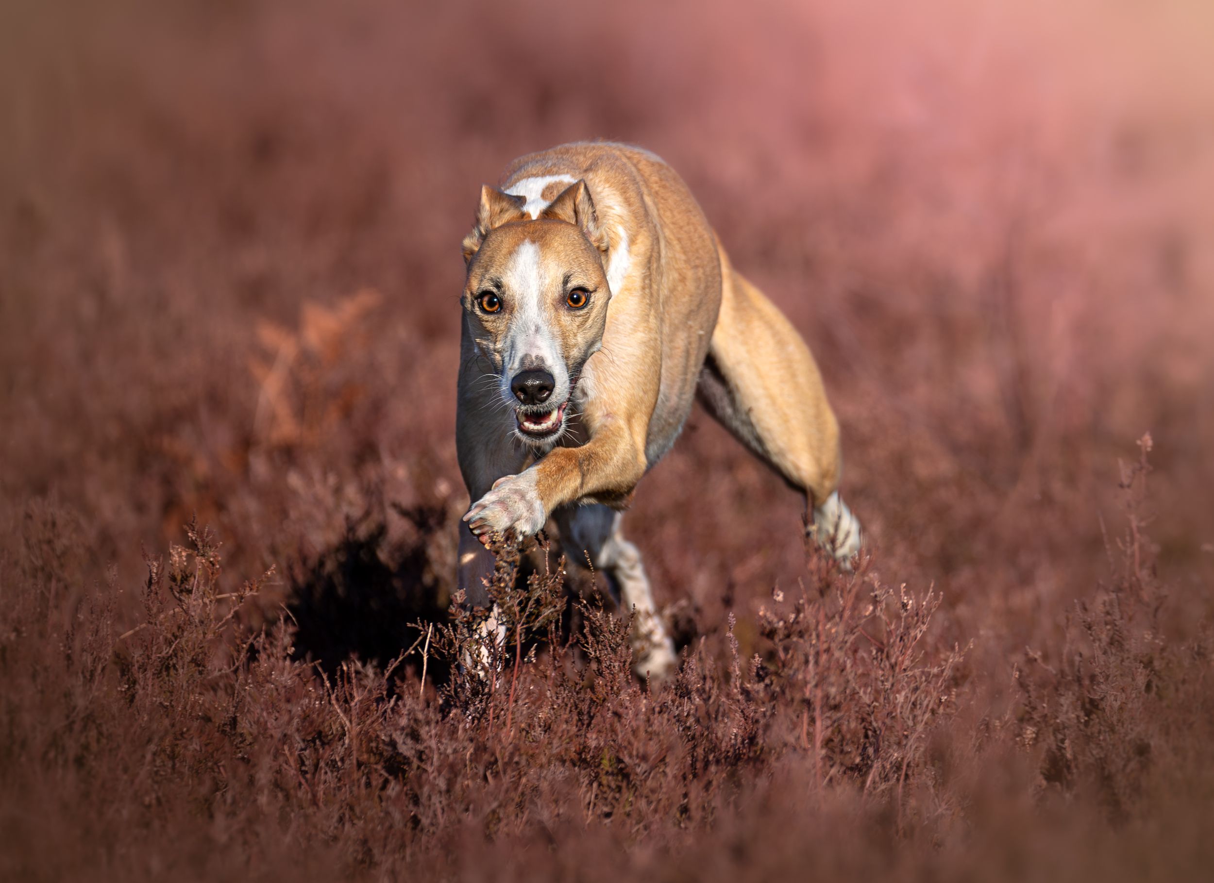 Dog photoshoot Oxford
Professional dog photographer Oxford.
Dog photographer near me
Reactive dog photographer
Dog photoshoot price