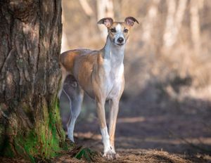 Dog photoshoot Oxford
Professional dog photographer Oxford.
Dog photographer near me
Reactive dog photographer
Dog photoshoot price