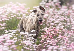 Dog photoshoot Oxford
Professional dog photographer Oxford.
Dog photographer near me
Reactive dog photographer
Dog photoshoot price