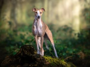 Dog photoshoot Oxford
Professional dog photographer Oxford.
Dog photographer near me
Reactive dog photographer
Dog photoshoot price