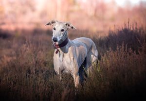 Dog photoshoot Oxford
Professional dog photographer Oxford.
Dog photographer near me
Reactive dog photographer
Dog photoshoot price
