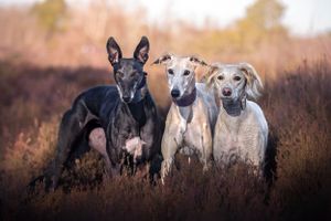Dog photoshoot Oxford
Professional dog photographer Oxford.
Dog photographer near me
Reactive dog photographer
Dog photoshoot price