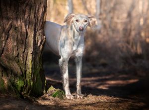 Dog photoshoot Oxford
Professional dog photographer Oxford.
Dog photographer near me
Reactive dog photographer
Dog photoshoot price