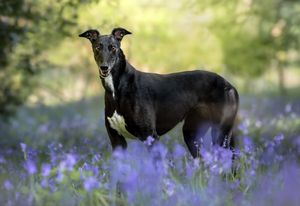 Dog photoshoot Oxford
Professional dog photographer Oxford.
Dog photographer near me
Reactive dog photographer
Dog photoshoot price