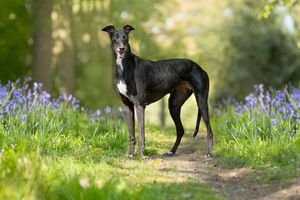 Dog photoshoot Oxford
Professional dog photographer Oxford.
Dog photographer near me
Reactive dog photographer
Dog photoshoot price
