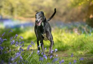 Dog photoshoot Oxford
Professional dog photographer Oxford.
Dog photographer near me
Reactive dog photographer
Dog photoshoot price