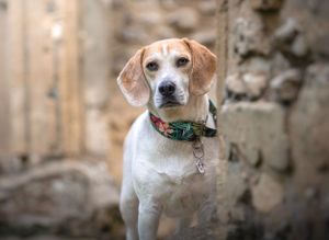 Dog photoshoot Oxford
Professional dog photographer Oxford.
Dog photographer near me
Reactive dog photographer
Dog photoshoot price