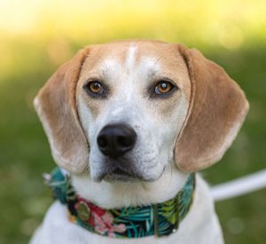 Dog photoshoot Oxford
Professional dog photographer Oxford.
Dog photographer near me
Reactive dog photographer
Dog photoshoot price