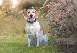 Dog photoshoot Oxford
Professional dog photographer Oxford.
Dog photographer near me
Reactive dog photographer
Dog photoshoot price