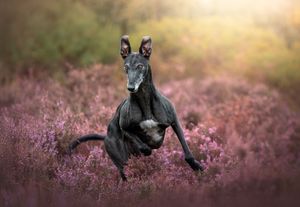 Dog photo shoot Oxford
Professional dog photographer Oxford.
Dog photographer near me
Reactive dog photographer
Dog photo shoot price