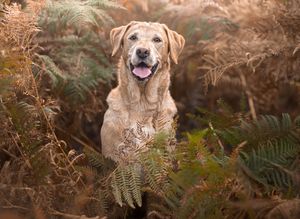 Dog photo shoot Oxford
Professional dog photographer Oxford.
Dog photographer near me
Reactive dog photographer
Dog photo shoot price