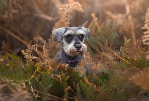 Dog photo shoot Oxford
Professional dog photographer Oxford.
Dog photographer near me
Reactive dog photographer
Dog photo shoot price