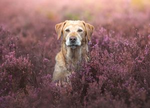 Dog photo shoot Oxford
Professional dog photographer Oxford.
Dog photographer near me
Reactive dog photographer
Dog photo shoot price