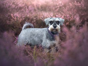 Dog photo shoot Oxford
Professional dog photographer Oxford.
Dog photographer near me
Reactive dog photographer
Dog photo shoot price