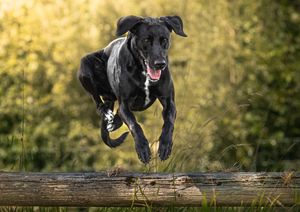Dog photo shoot Oxford
Professional dog photographer Oxford.
Dog photographer near me
Reactive dog photographer
Dog photo shoot price