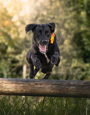 Dog photo shoot Oxford
Professional dog photographer Oxford.
Dog photographer near me
Reactive dog photographer
Dog photo shoot price