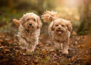 Dog photo shoot Oxford
Professional dog photographer Oxford.
Dog photographer near me
Reactive dog photographer
Dog photo shoot price