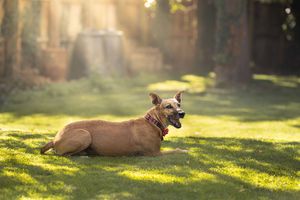 Dog photo shoot Oxford
Professional dog photographer Oxford.
Dog photographer near me
Reactive dog photographer
Dog photo shoot price