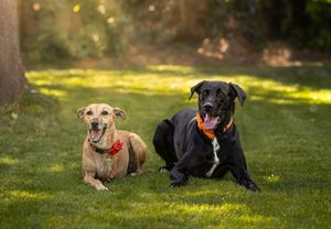 Dog photo shoot Oxford
Professional dog photographer Oxford.
Dog photographer near me
Reactive dog photographer
Dog photo shoot price
