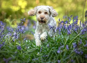Dog photoshoot Oxford
Professional dog photographer Oxford.
Dog photographer near me
Reactive dog photographer
Dog photoshoot price