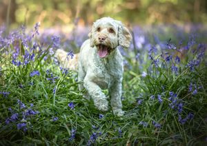 Dog photoshoot Oxford
Professional dog photographer Oxford.
Dog photographer near me
Reactive dog photographer
Dog photoshoot price