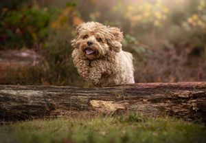 Dog photo shoot Oxford
Professional dog photographer Oxford.
Dog photographer near me
Reactive dog photographer
Dog photo shoot price