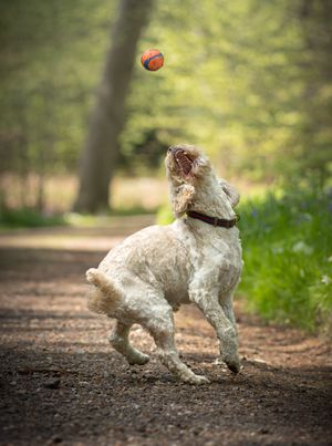 Dog photoshoot Oxford
Professional dog photographer Oxford.
Dog photographer near me
Reactive dog photographer
Dog photoshoot price